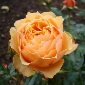 Роза Генриетта