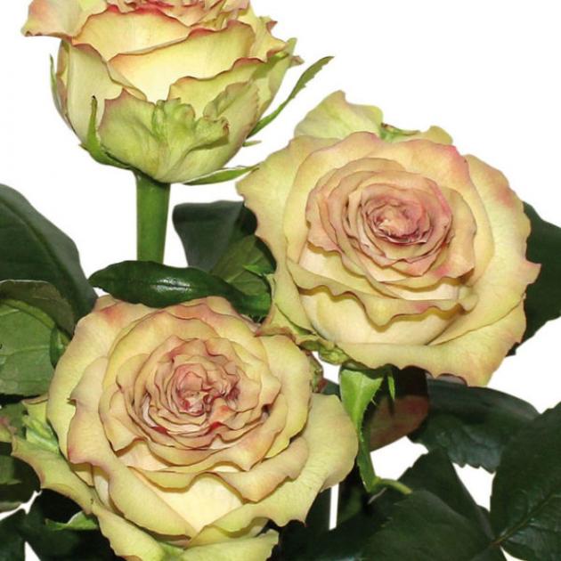 Роза Гипноз 3