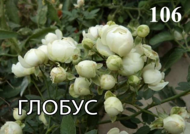 Роза Глобус 2