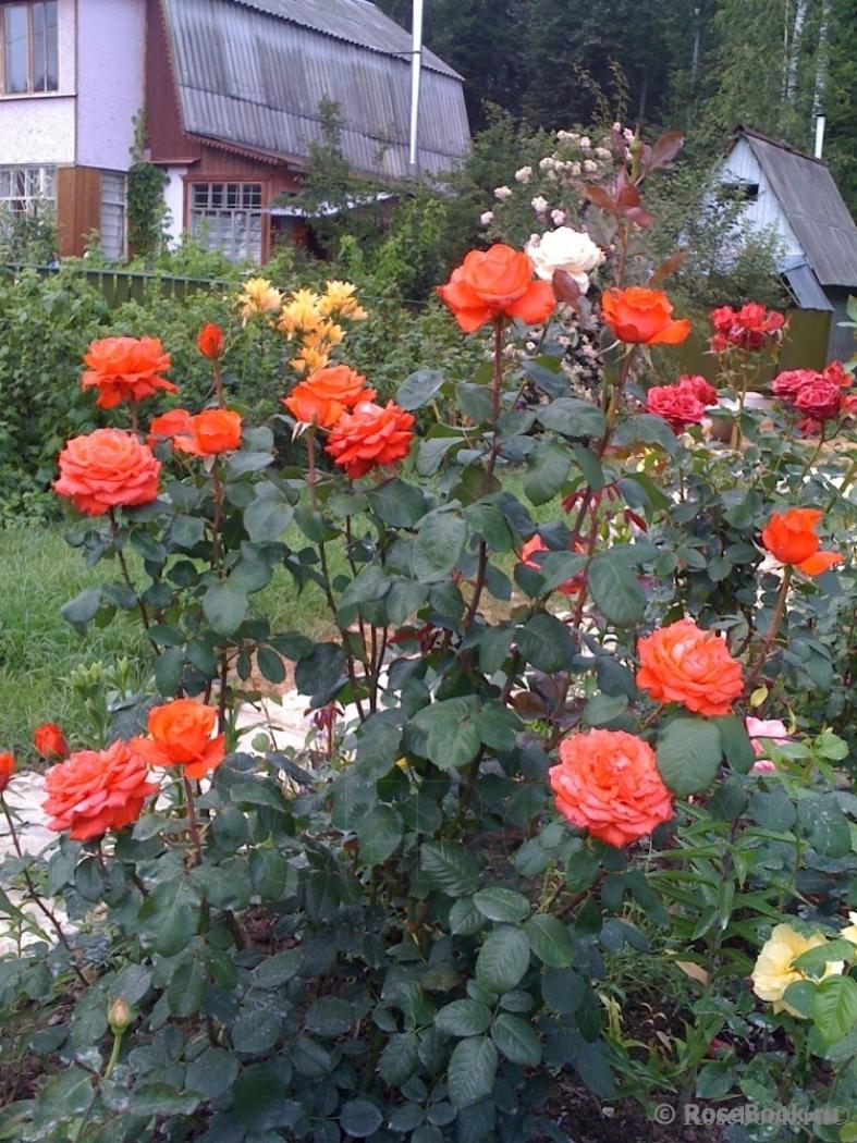 Роза Голд Перл Штейн 5