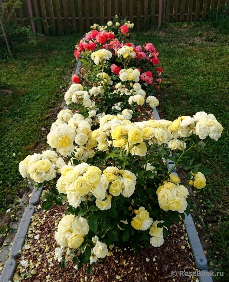 Роза Голден Бордер 4