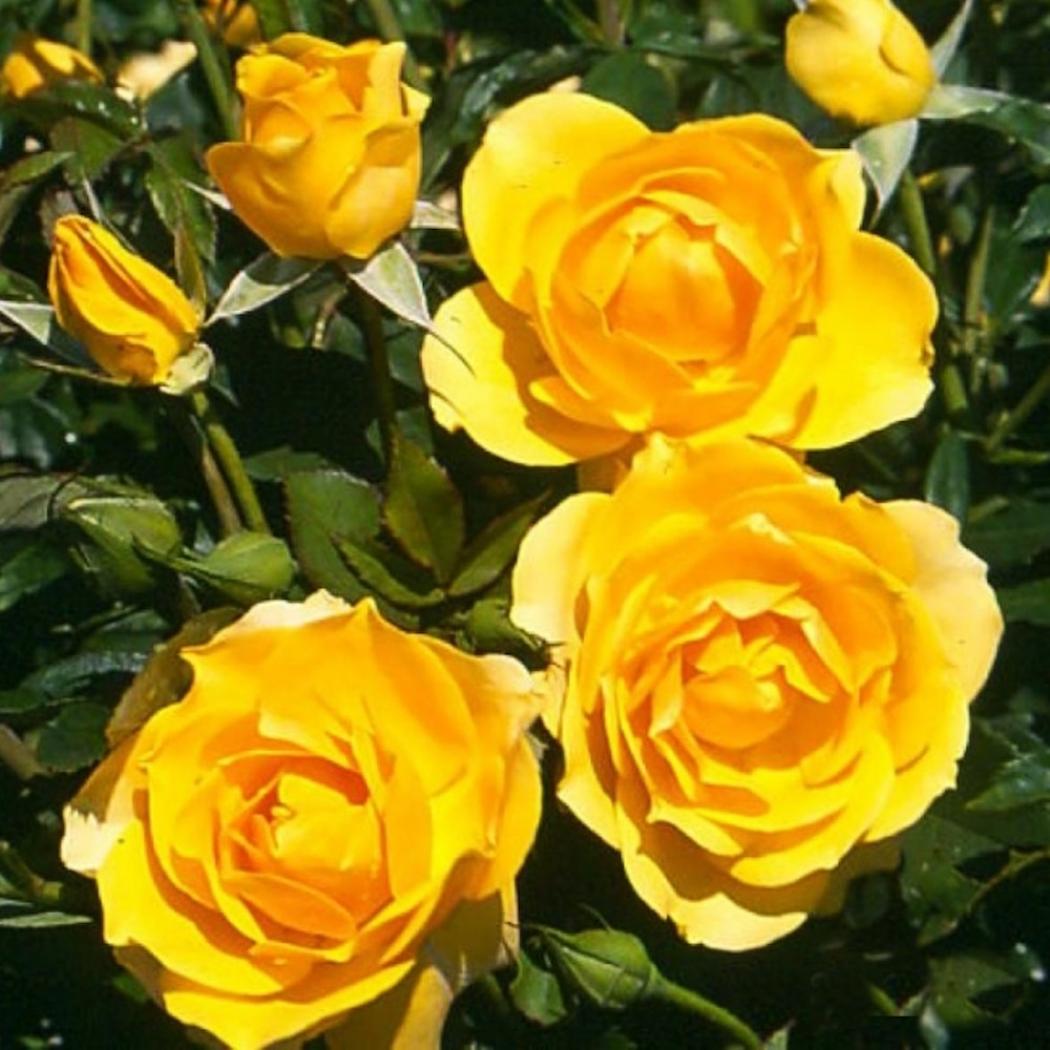 Роза Голден Дримс 5