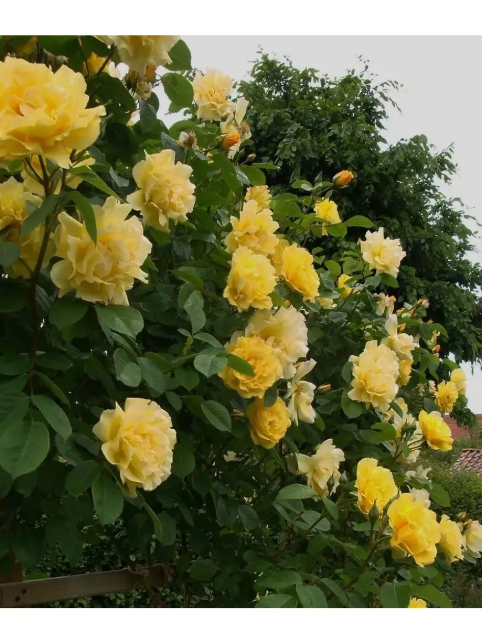 Роза Голден Гейт