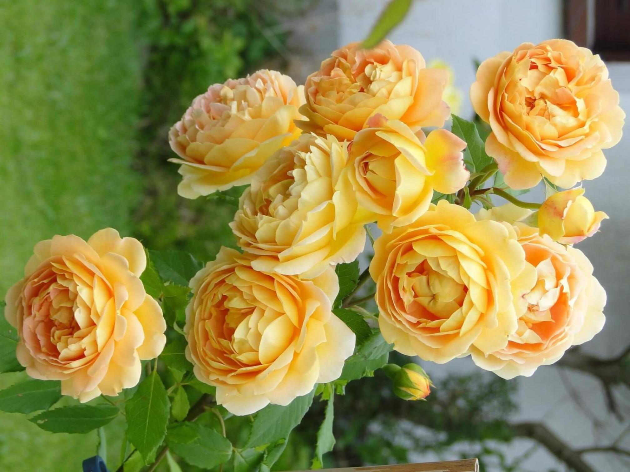Роза Голден Селебрейшен 7