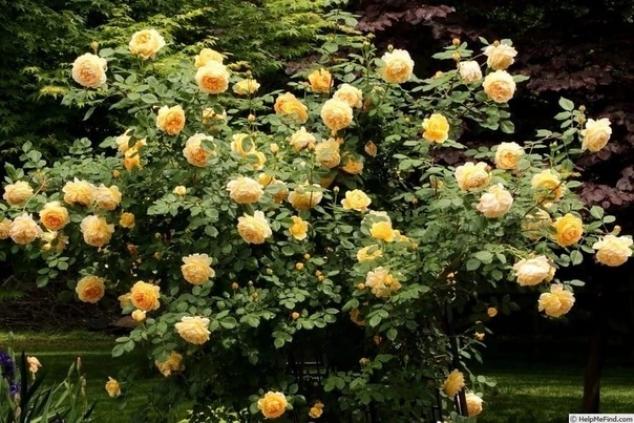 Роза Голден Селебрейшен