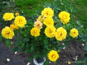 Роза Голдмари