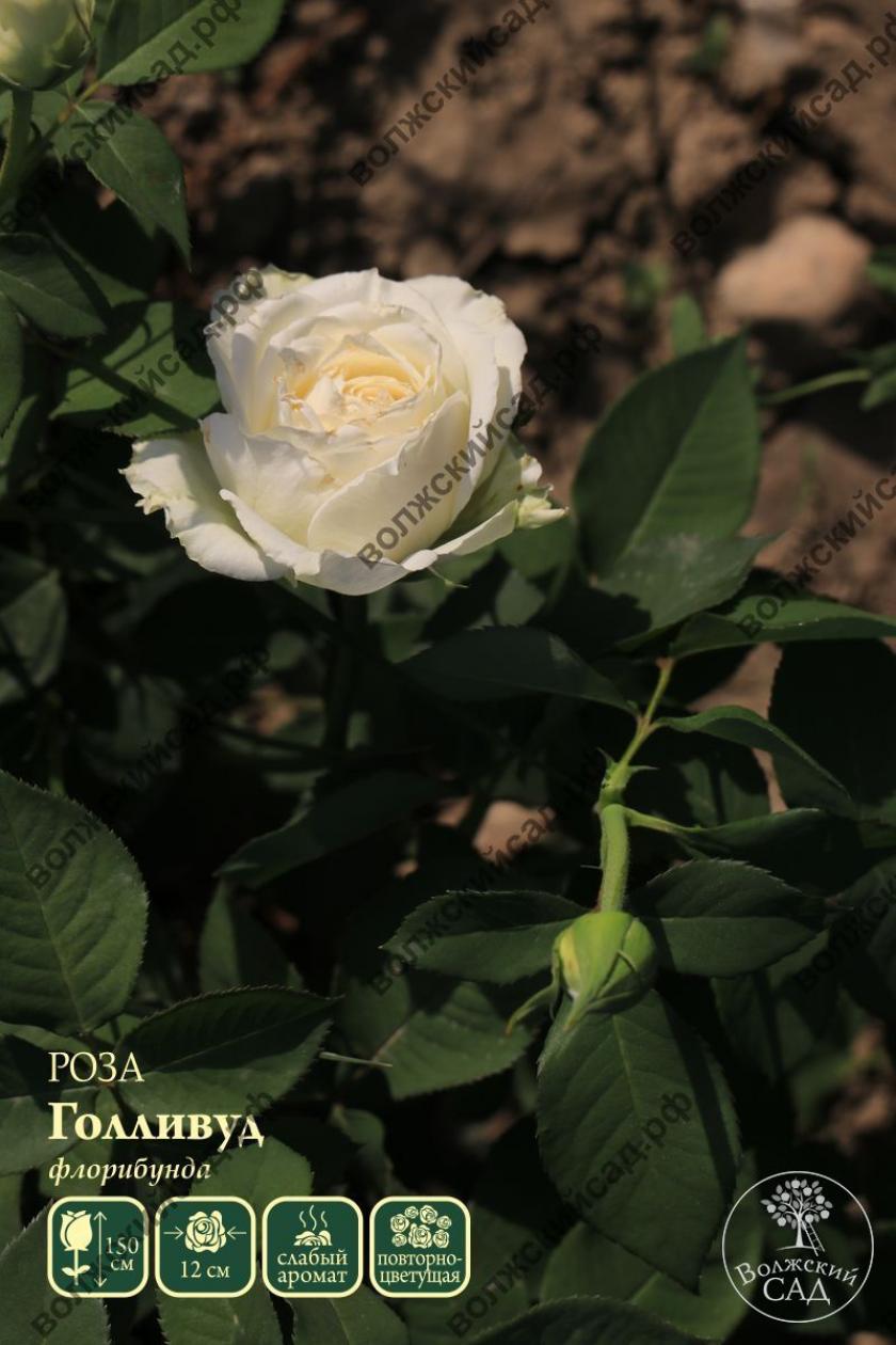 Роза Голливуд 2
