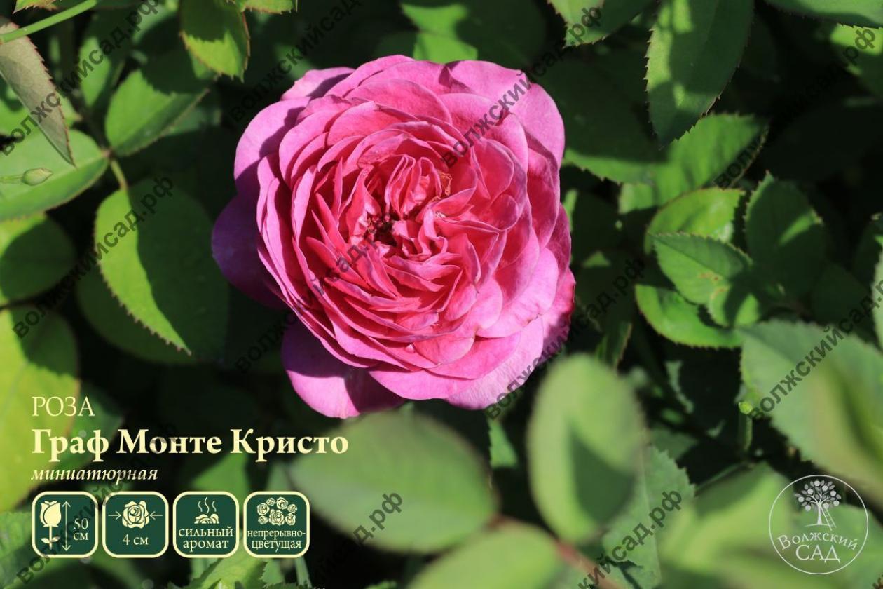 Роза Граф Монте Кристо 2