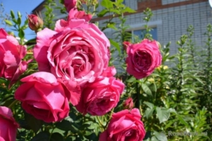 Роза Гранд Дама