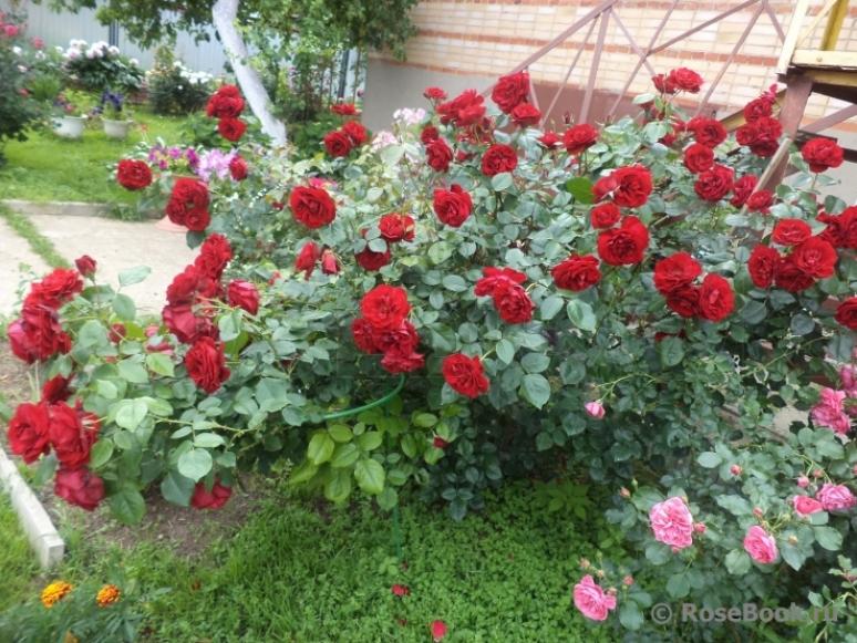 Роза Гранд Отель 5