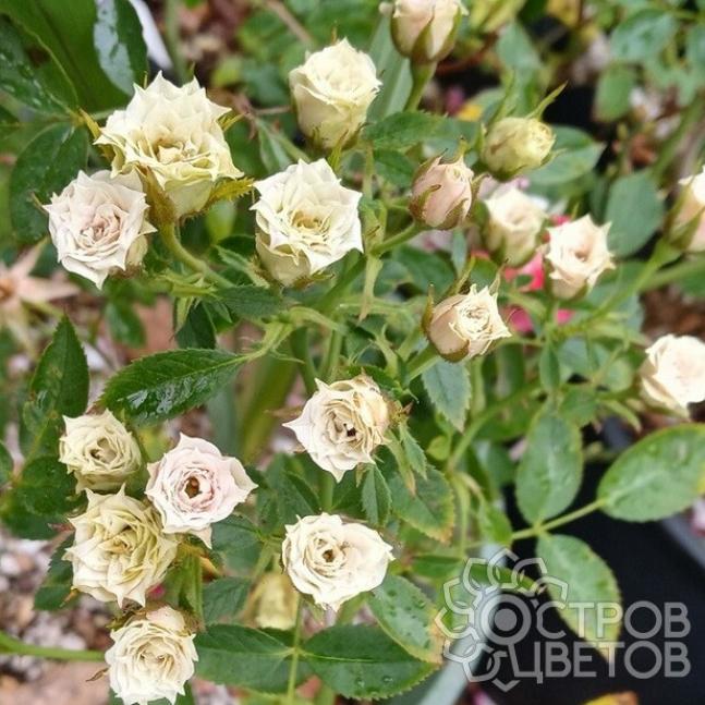 Роза Грин Даймонд 3