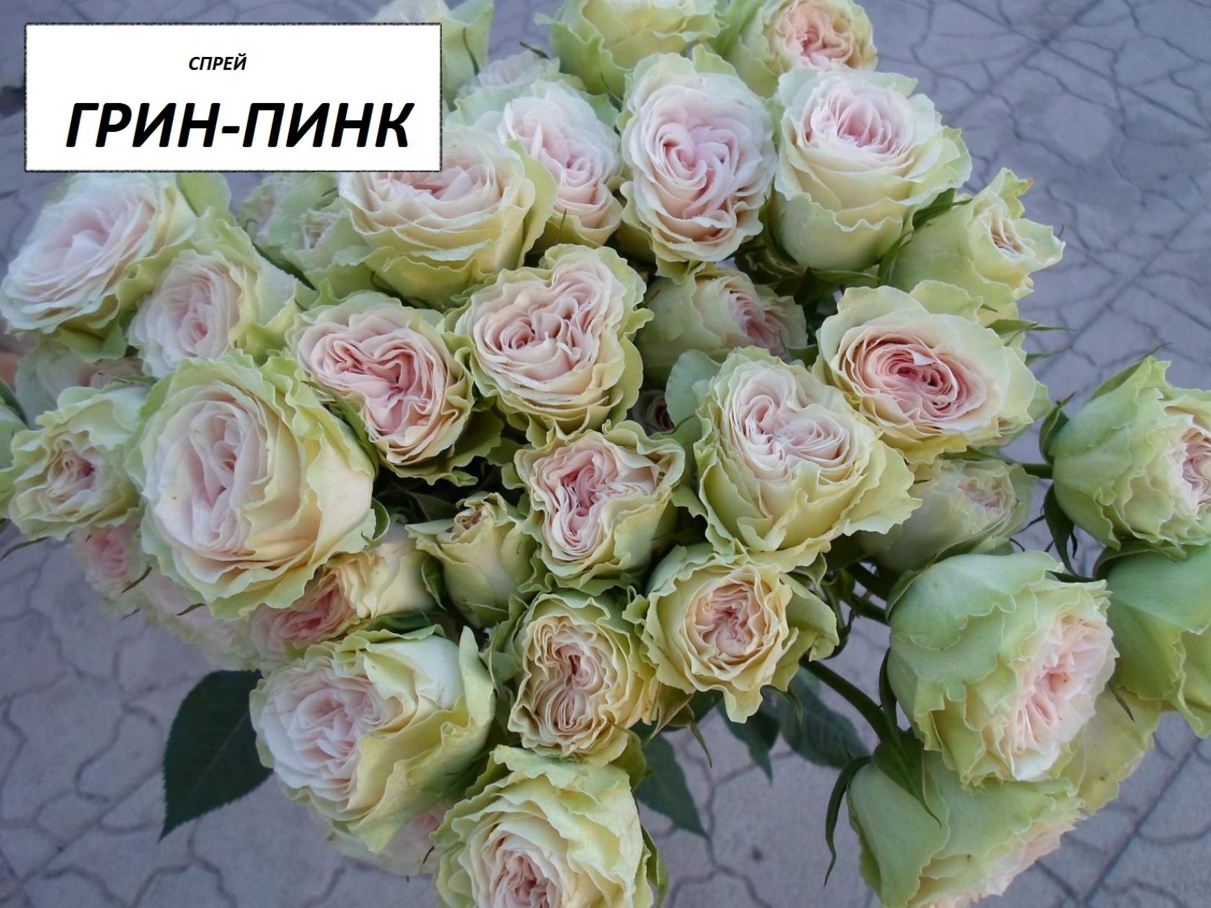 Роза Грин Пинк 5
