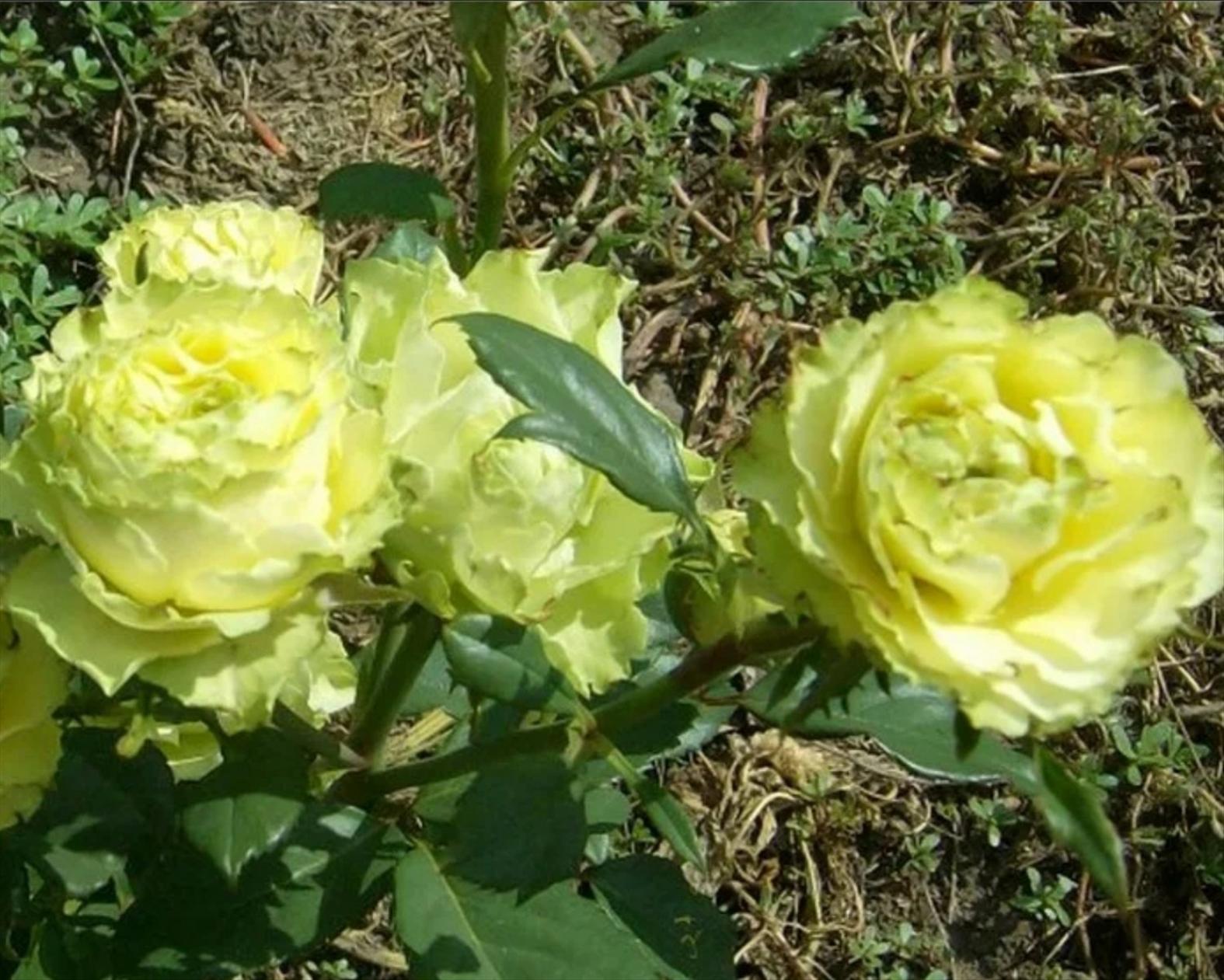 Роза Грин Планет 4