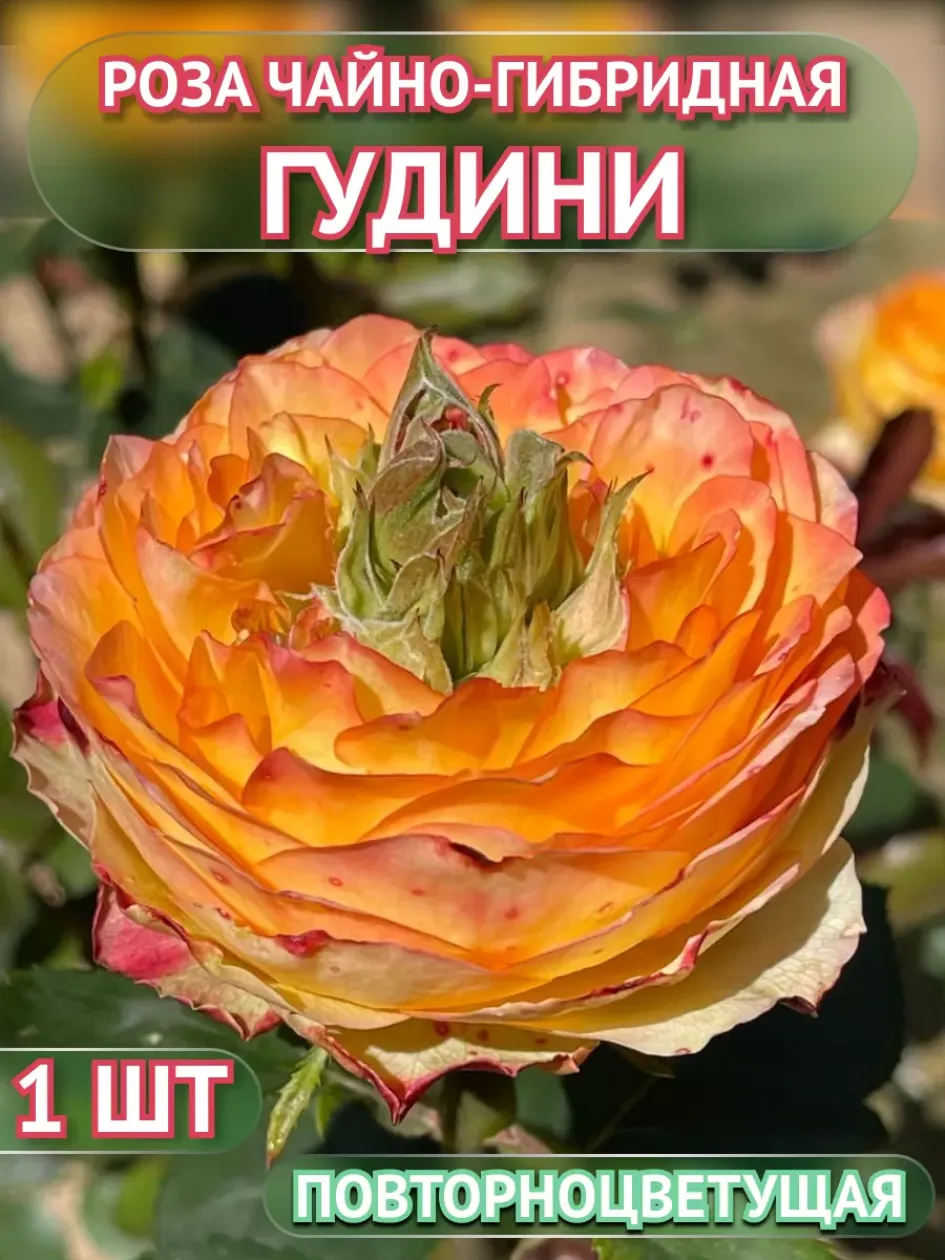 Роза Гудини 2