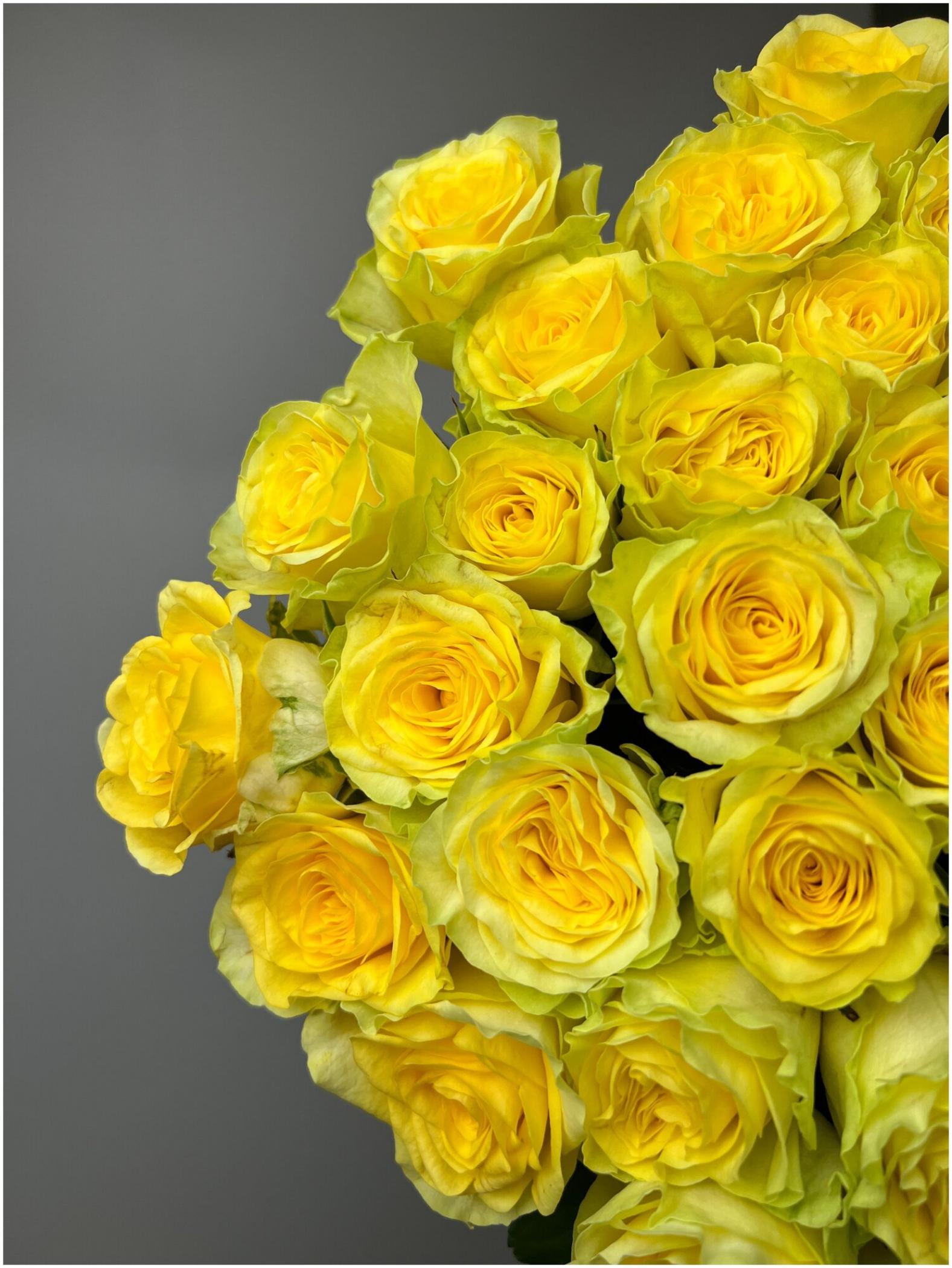 Роза Илиос 2