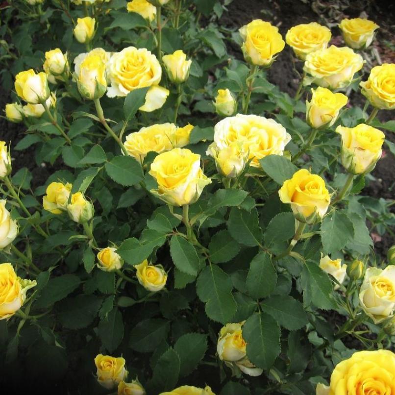 Роза Илиос 5