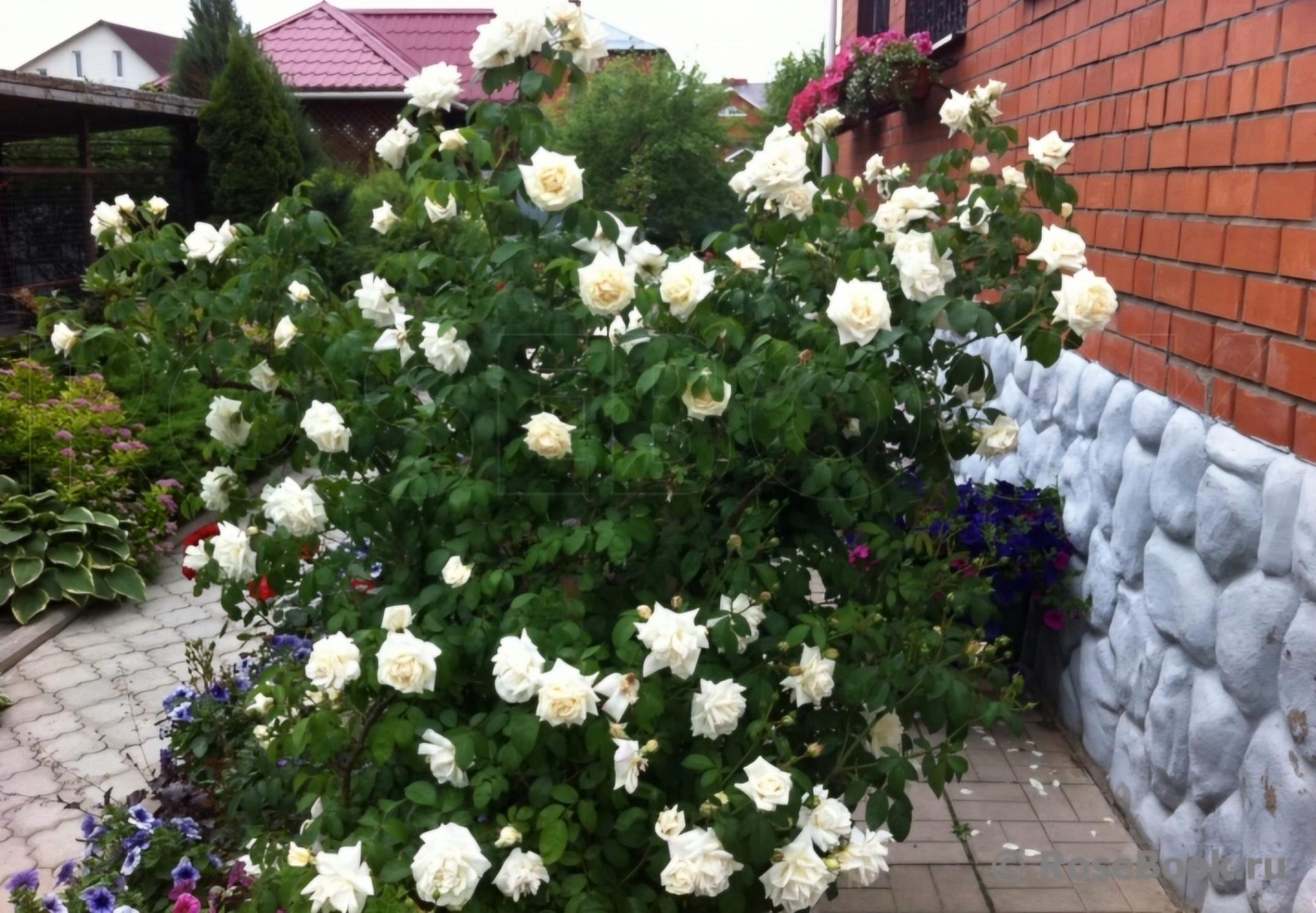 Роза Ильзе Крон Супериор 2