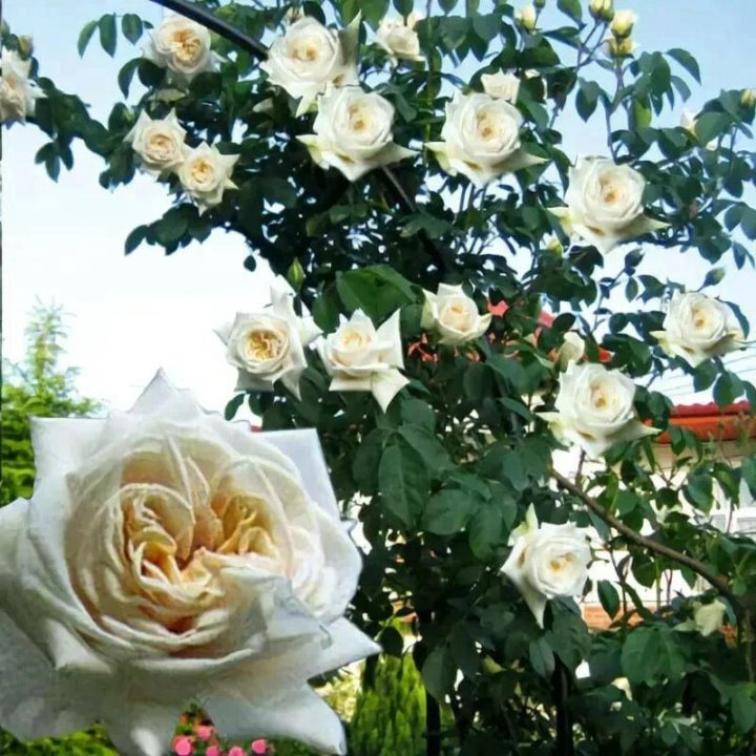 Роза Ильзе Крон Супериор 3