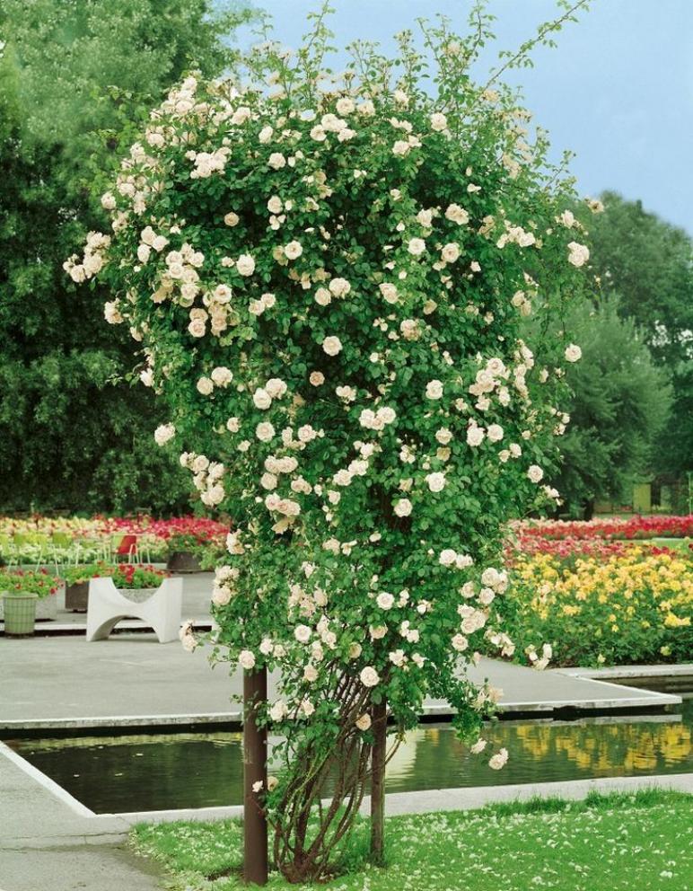 Роза Ильзе Крон Супериор 5