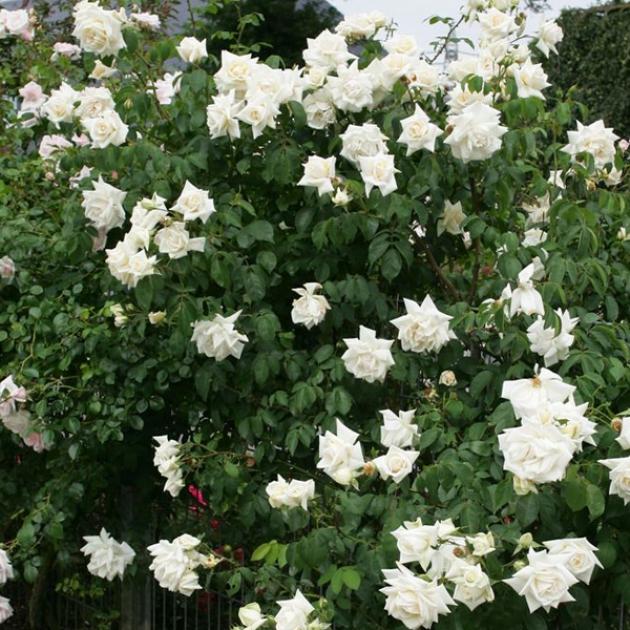 Роза Ильзе Крон Супериор 6