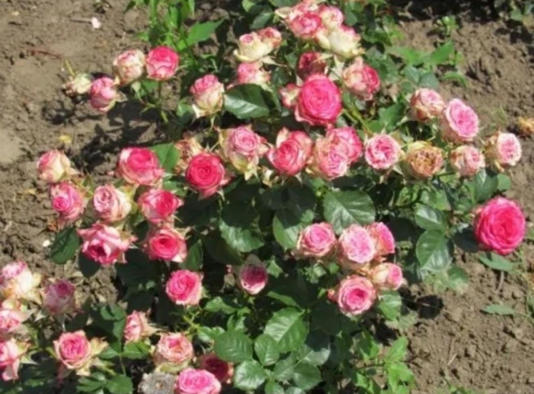 Роза Имара 2