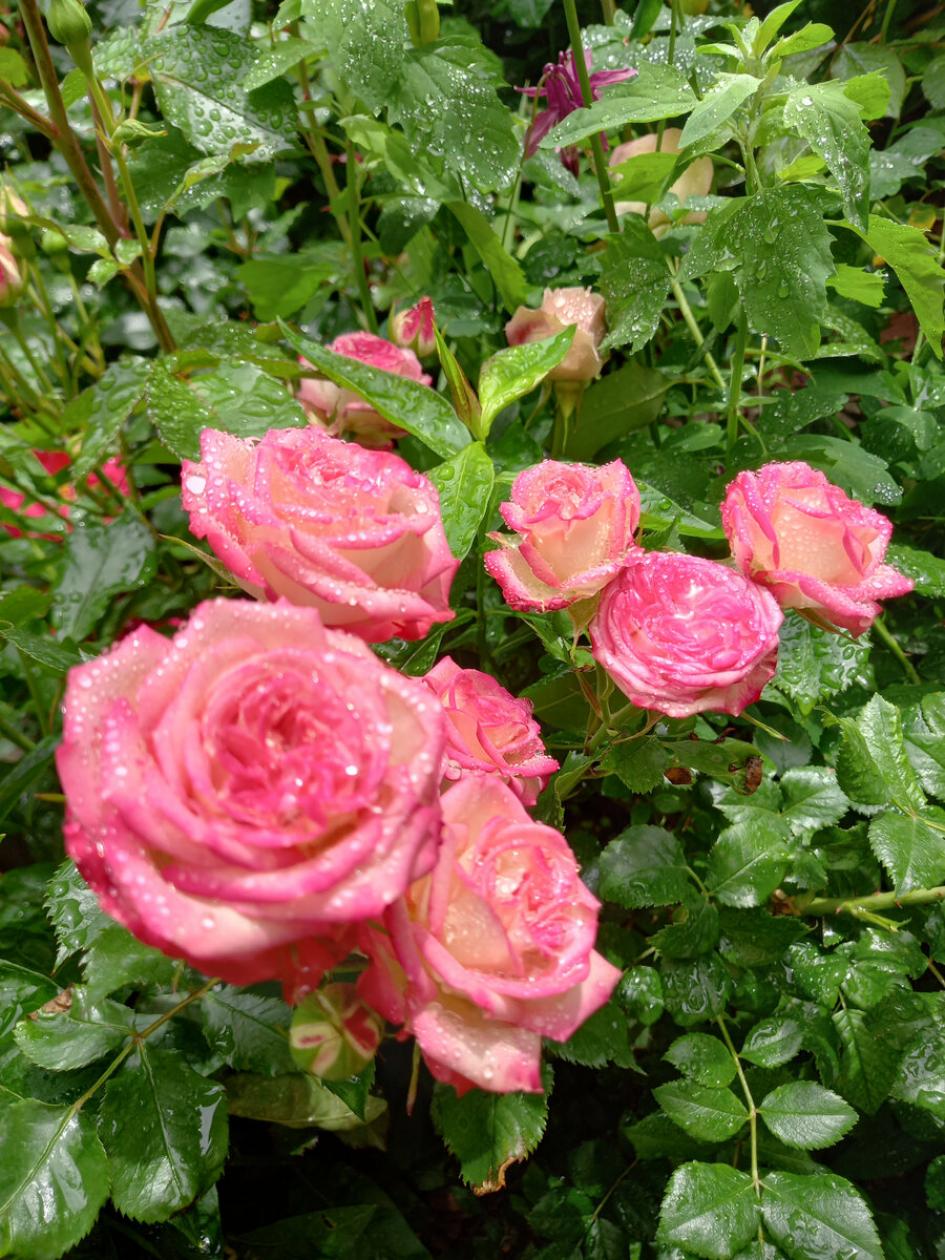 Роза Имара 3