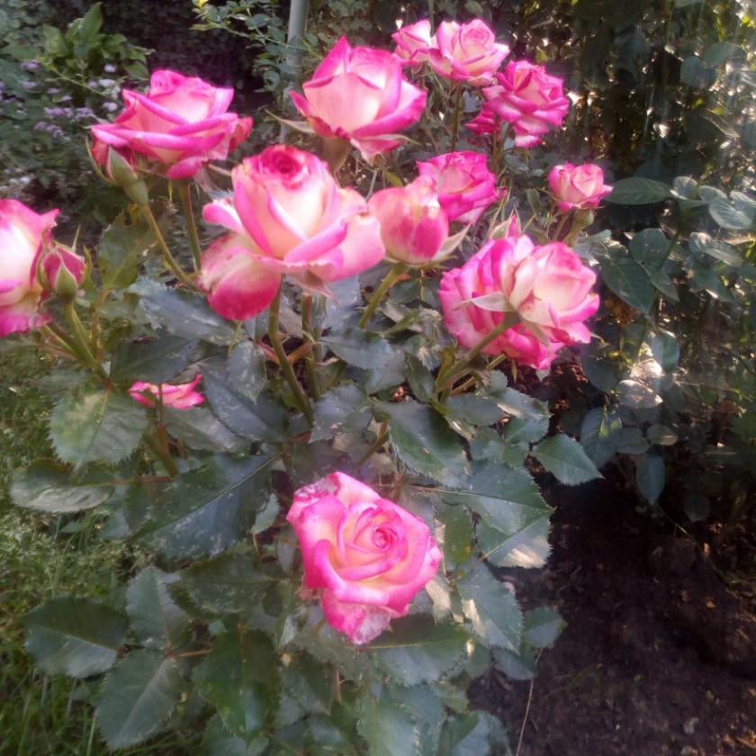 Роза Имара 4