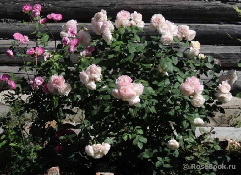 Роза Имка Марина 2