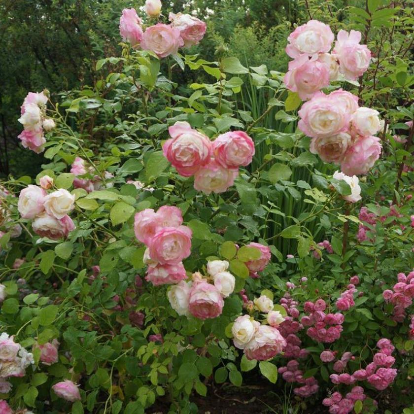 Роза Имка Марина 3