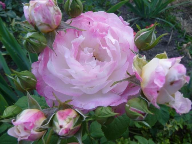 Роза Имка Марина 4