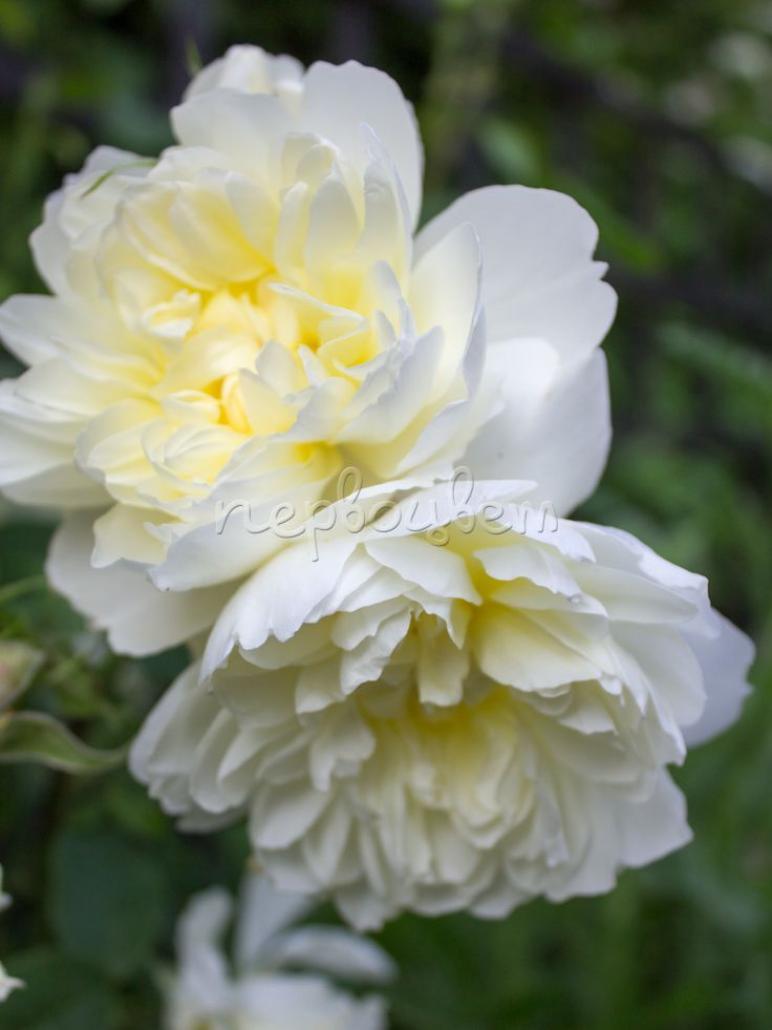 Роза Имоджен 2