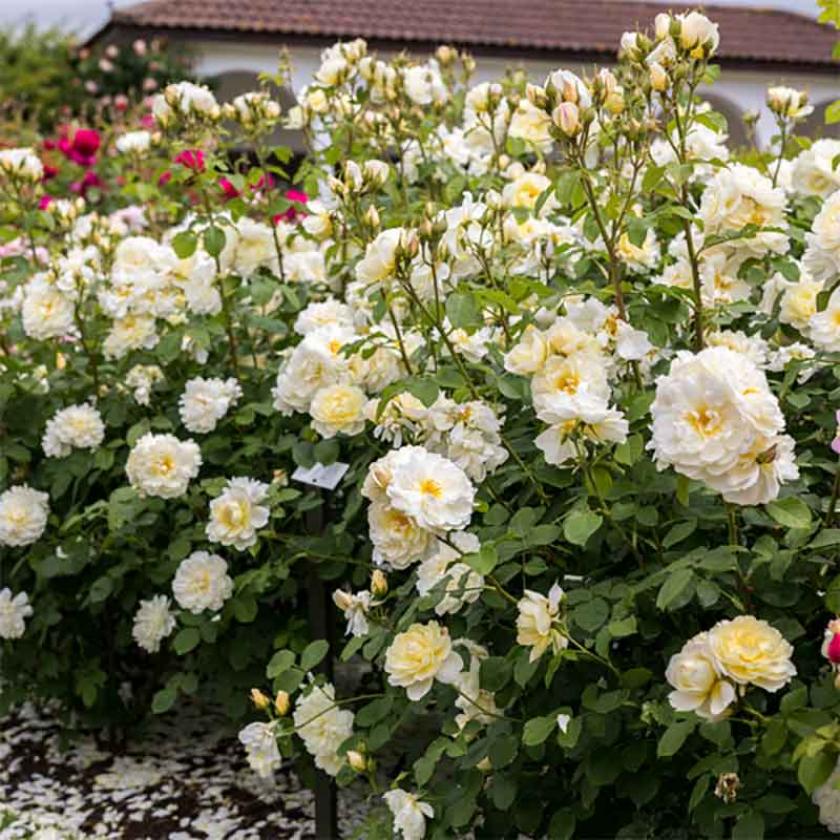 Роза Имоджен 3