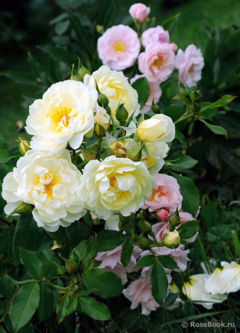 Роза Имоджен 4