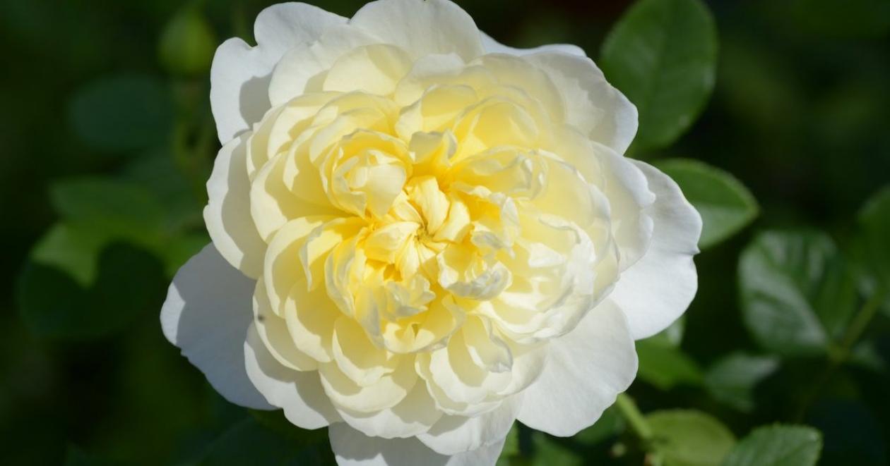 Роза Имоджен 5