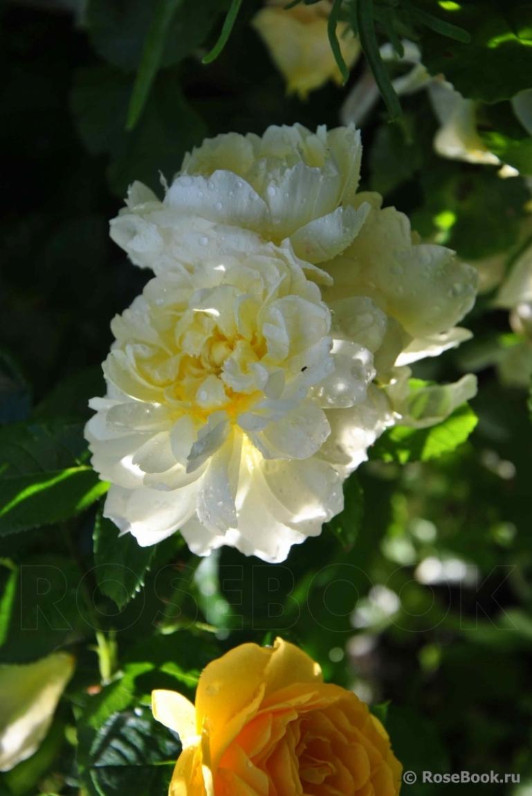 Роза Имоджен