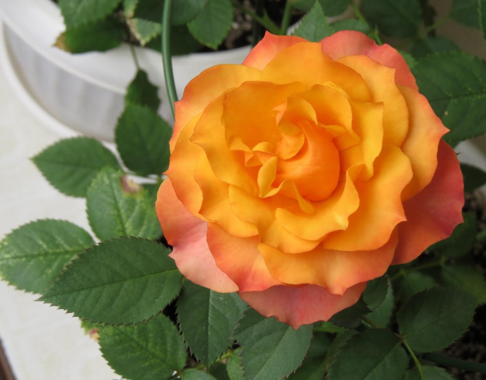 Роза Импала 2