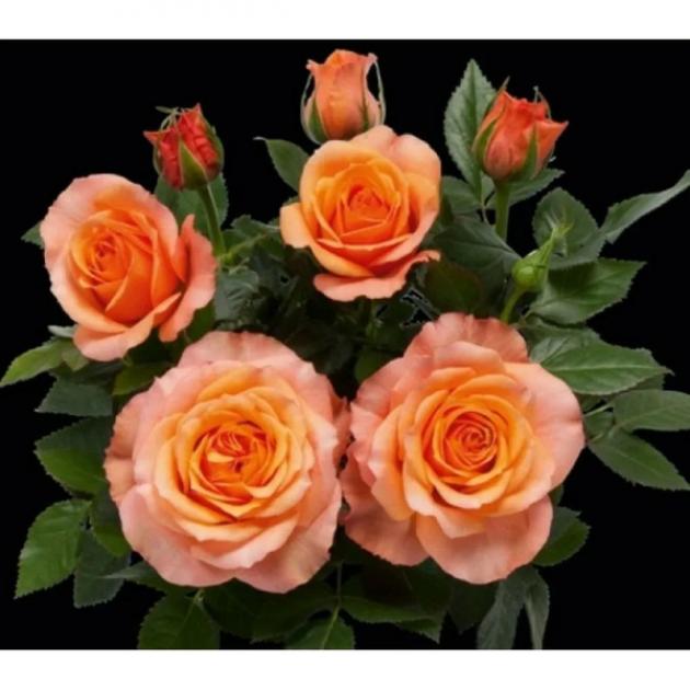 Роза Импала 4