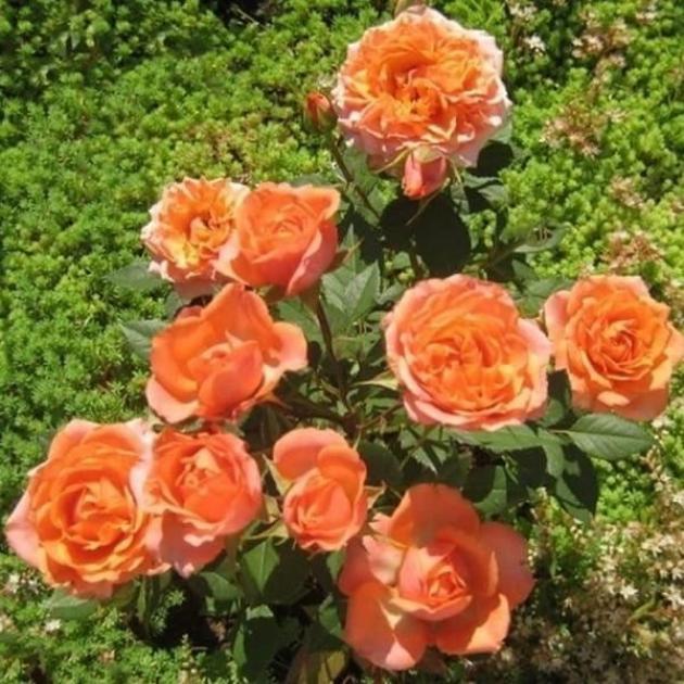 Роза Импала