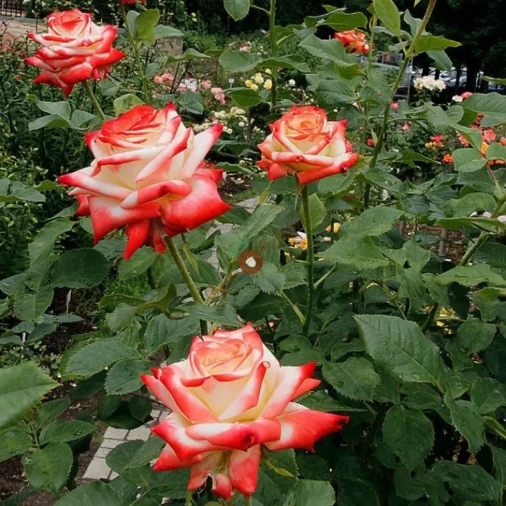Роза Императрица Фарах 7