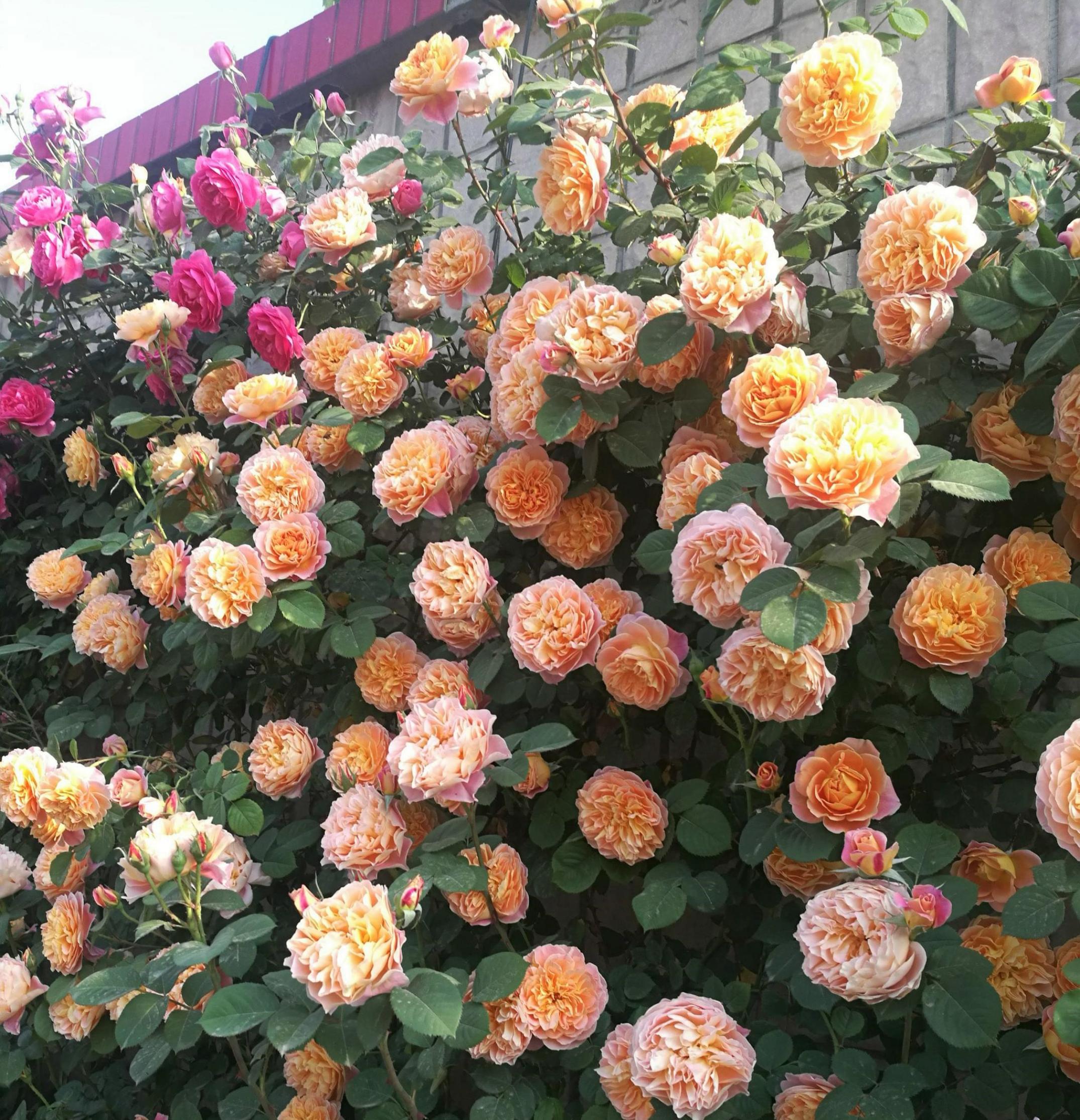 Роза Импрессионист 3