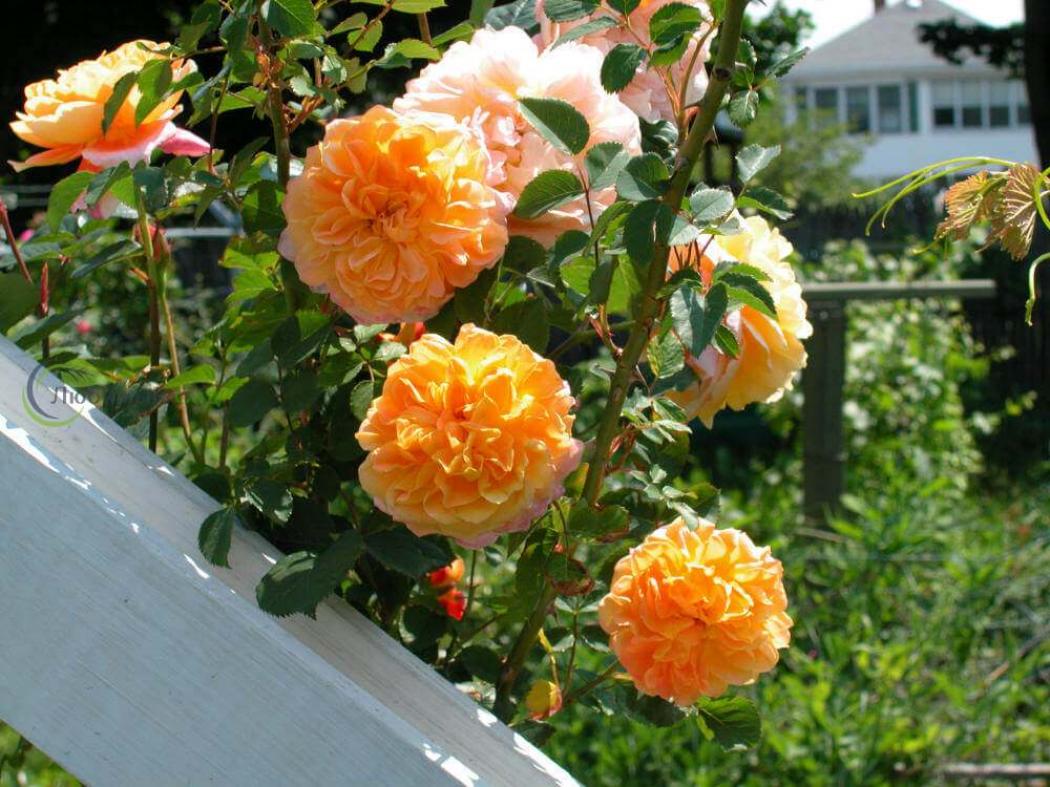 Роза Импрессионист 4