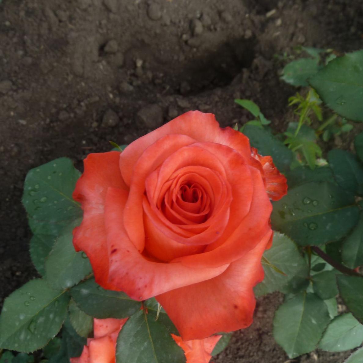 Роза Импульс 2