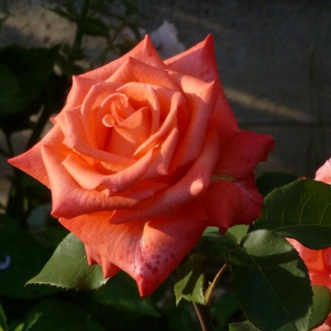 Роза Импульс 4