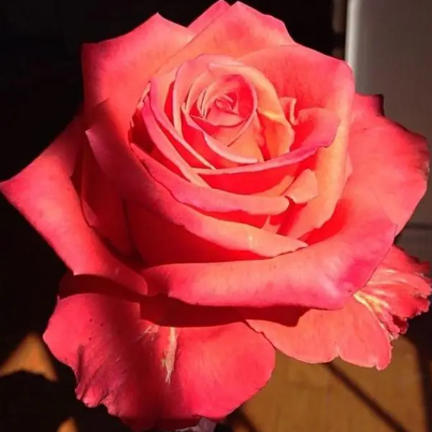 Роза Импульс 3