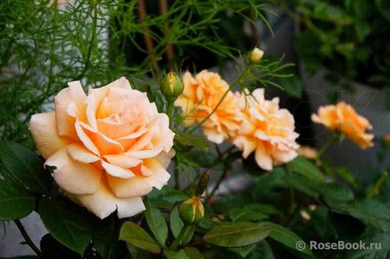 Роза Индиан Саммер 4