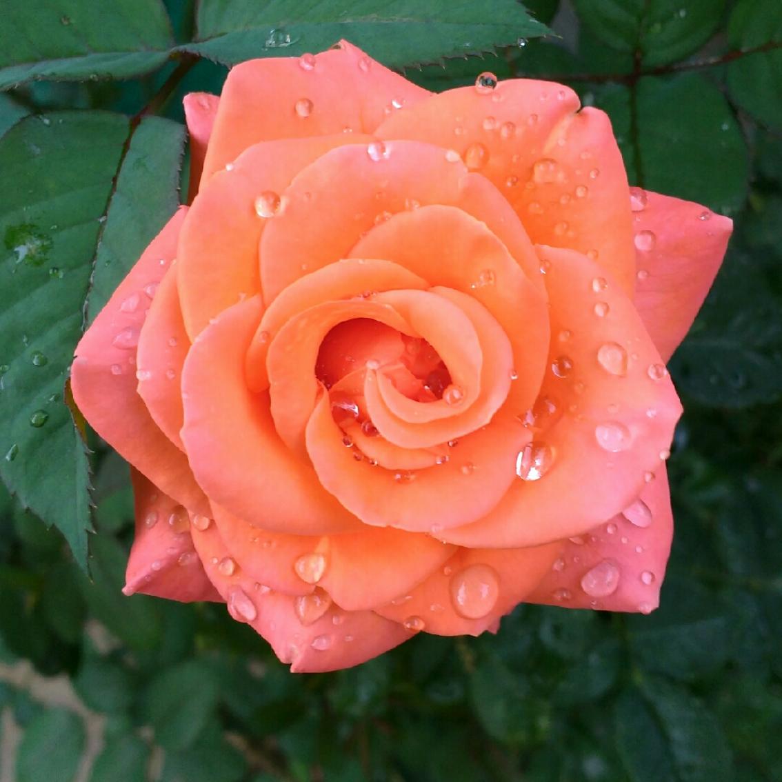 Роза Индиан Саммер 5