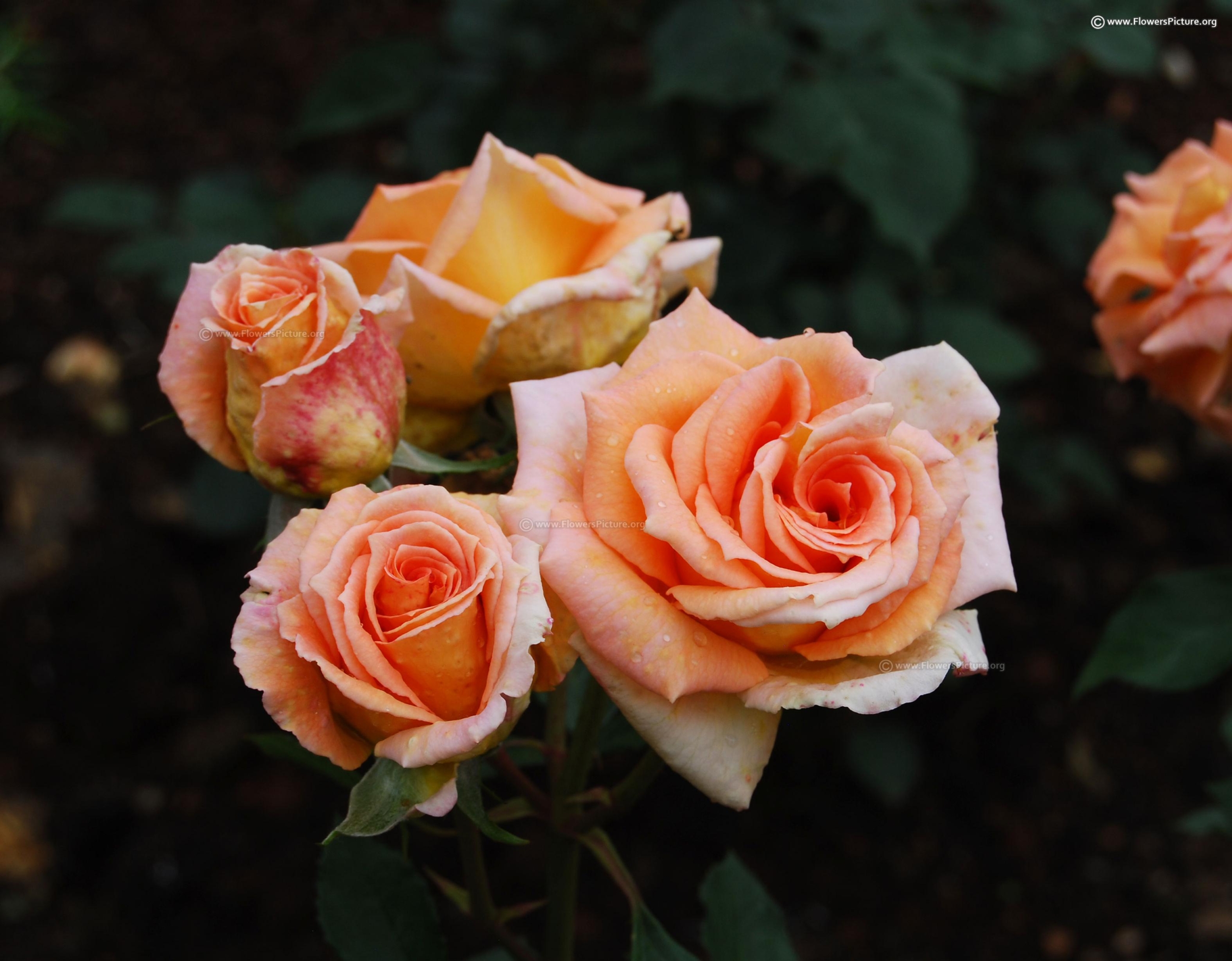 Роза Индиан Саммер 6