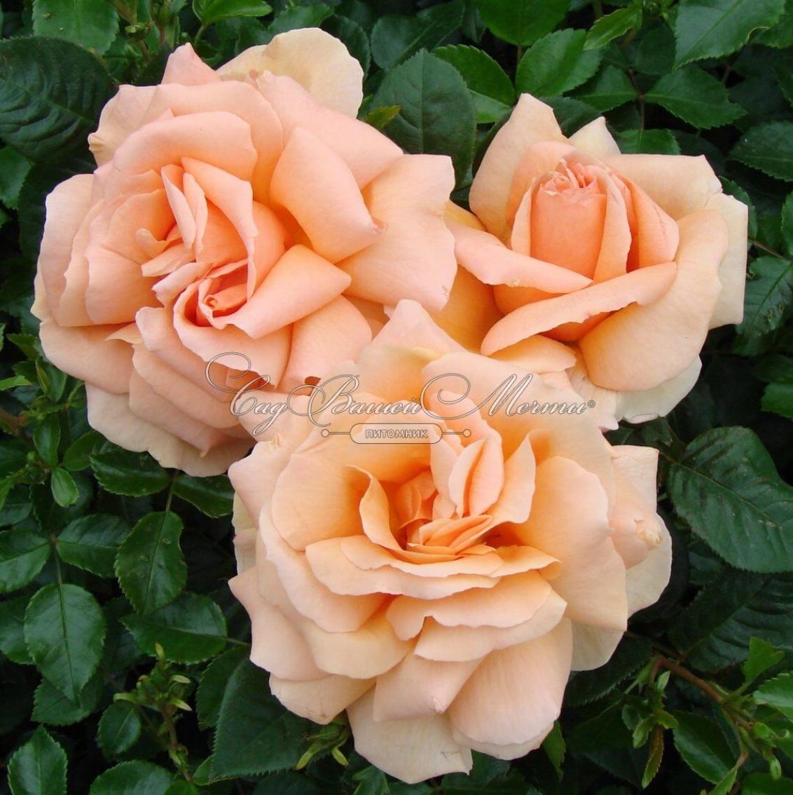 Роза Индиан Саммер