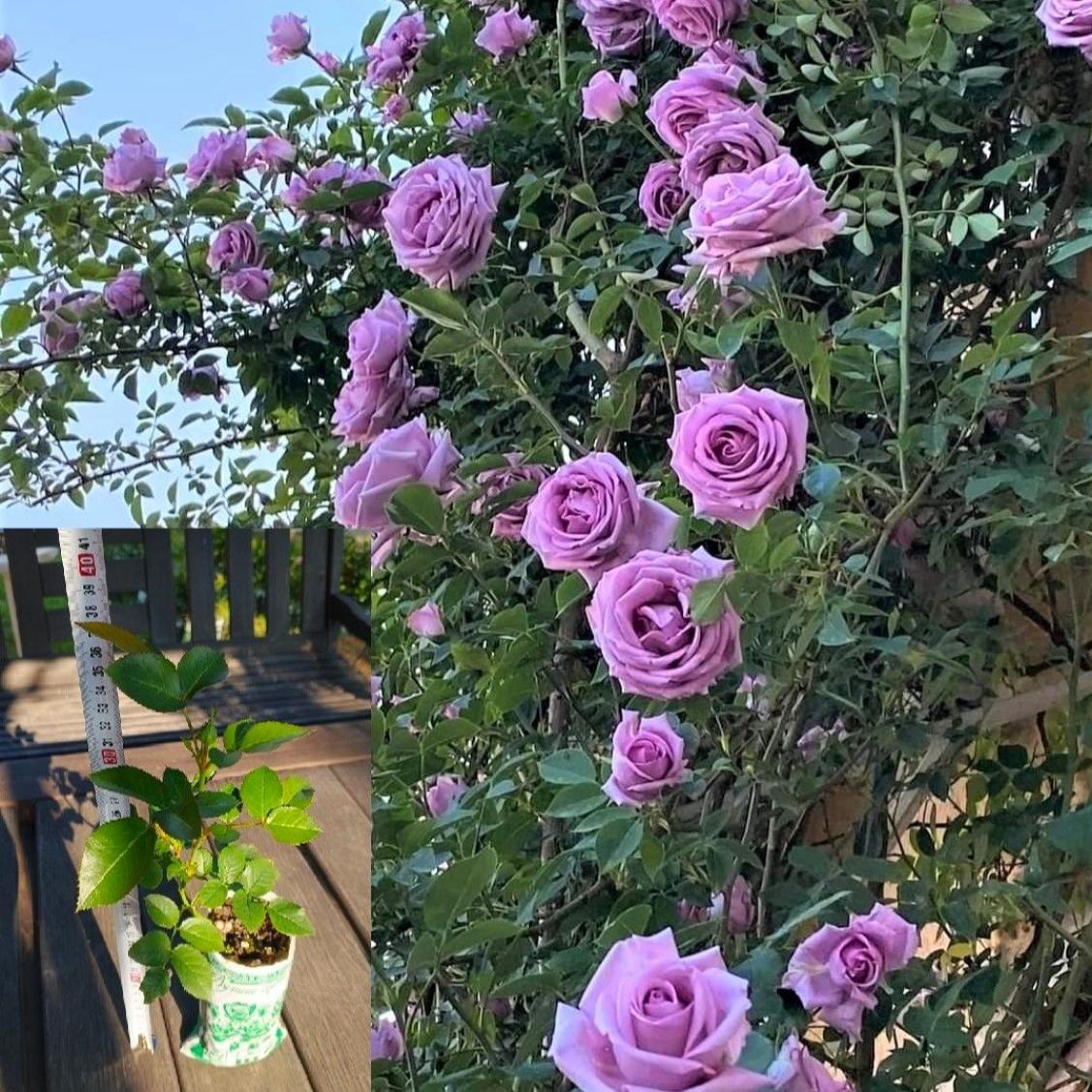 Роза Индиго 2