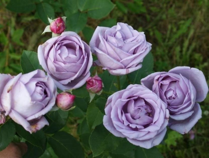 Роза Индиго